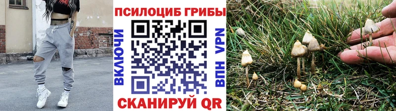 Галлюциногенные грибы мицелий  где найти   Тайга 